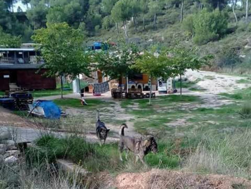 Els gossos que acull el refugi d'Òdena han de trobar un nou destí en un termini de dos mesos. INFOANOIA