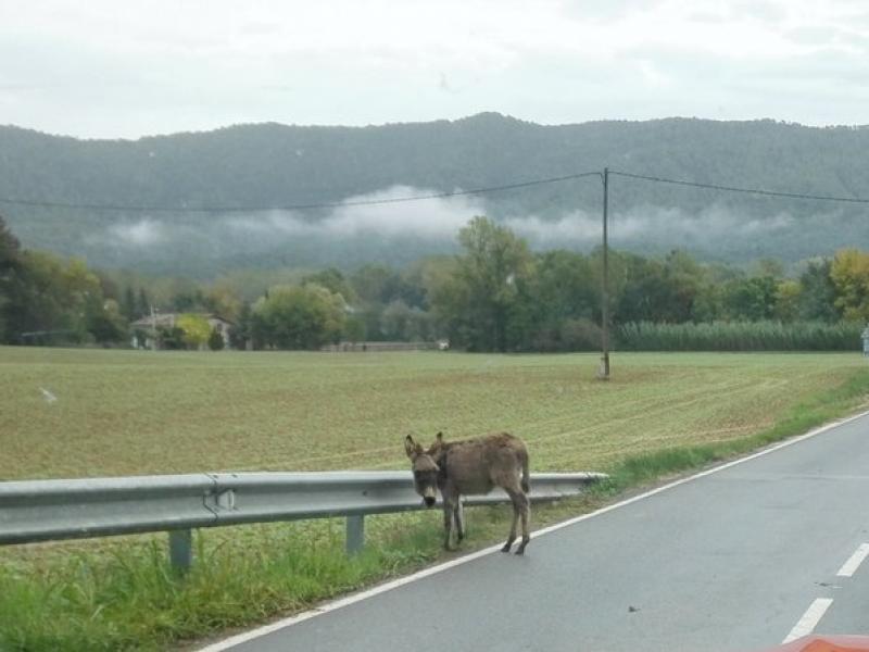 La imatge del burro per la carretera TURA SOLER