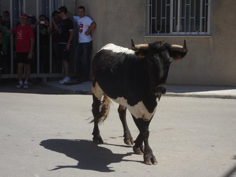 Imatge d'arxiu de bous al carrer durant la Festa Major de la Sénia (Montsià). EL PUNT AVUI