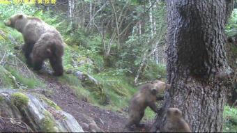 Dos cadells d’ós bru amb la seva mare al Pallars Sobirà