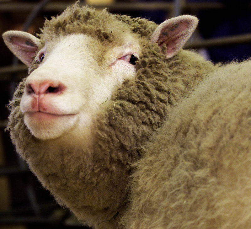 Dolly, l'ovella clònica | IRENE CASELLAS | El dossier | La República