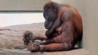 La nova cria d’orangutan de Borneo, al Zoo de Barcelona