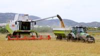 La producció d’arròs pot caure un 10%