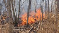 Incendi al bosquet de l’estany d’Ivars i Vila-sana, al Pla de l’Urgell, dijous passat