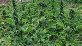 La parcel·la on es cultivaven les plantes de marihuana