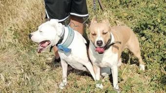 Els dos gossos de raça perillosa que anaven amb el seu propietari