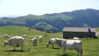 Un ramat de vaques pasturant prop del Costabona