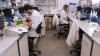 Investigadors de l’Institut de Biotecnologia i Biomedicina de la UAB