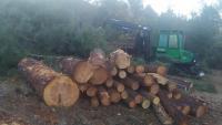 Diverses màquines estan talant en les últimes setmanes els pins morts al barranc de Torners, al bosc de Poblet